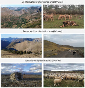 Fotografías del paisaje montañoso (a) y del rebaño de ovejas con mastín leonés en la zona de presencia ininterrumpida de lobos (b); del paisaje montañoso (c) y del rebaño de ovejas en la zona de reciente recolonización (d); y del paisaje llano (e) y del rebaño de ovejas en la zona de presencia esporádica (f). Créditos: C. Javier Durá (a, c, d, e, f) y Abel Flórez (b).