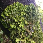 Imagen de líquenes en el tronco de un árbol del monteverde canario cedida par la coautora del estudio.