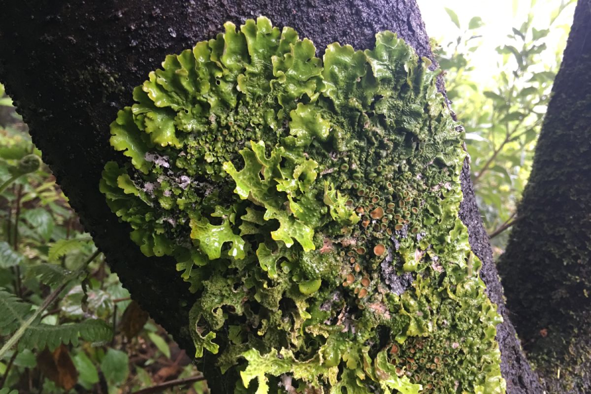 Imagen de líquenes en el tronco de un árbol del monteverde canario cedida par la coautora del estudio.